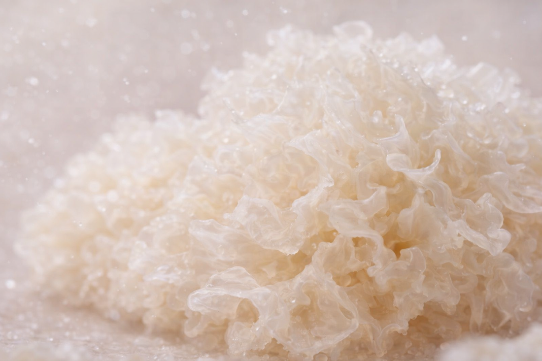 Tremella Mushroom: Benefits for Skin, Gut & Hydration